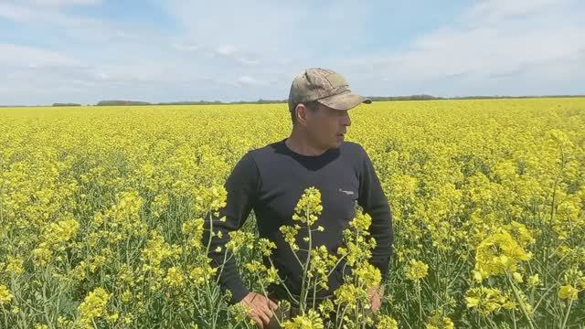 Опыляем рапс 2026