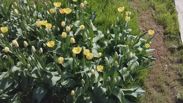 Поляна тюльпанов :)