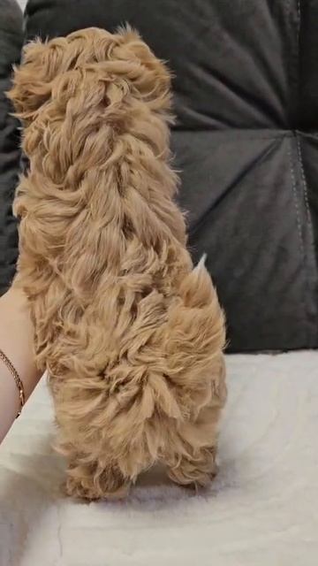 Щенок мальтипу Тоби, возраст 2 месяца