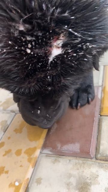 Он ушёл от нас😭😭😭😭