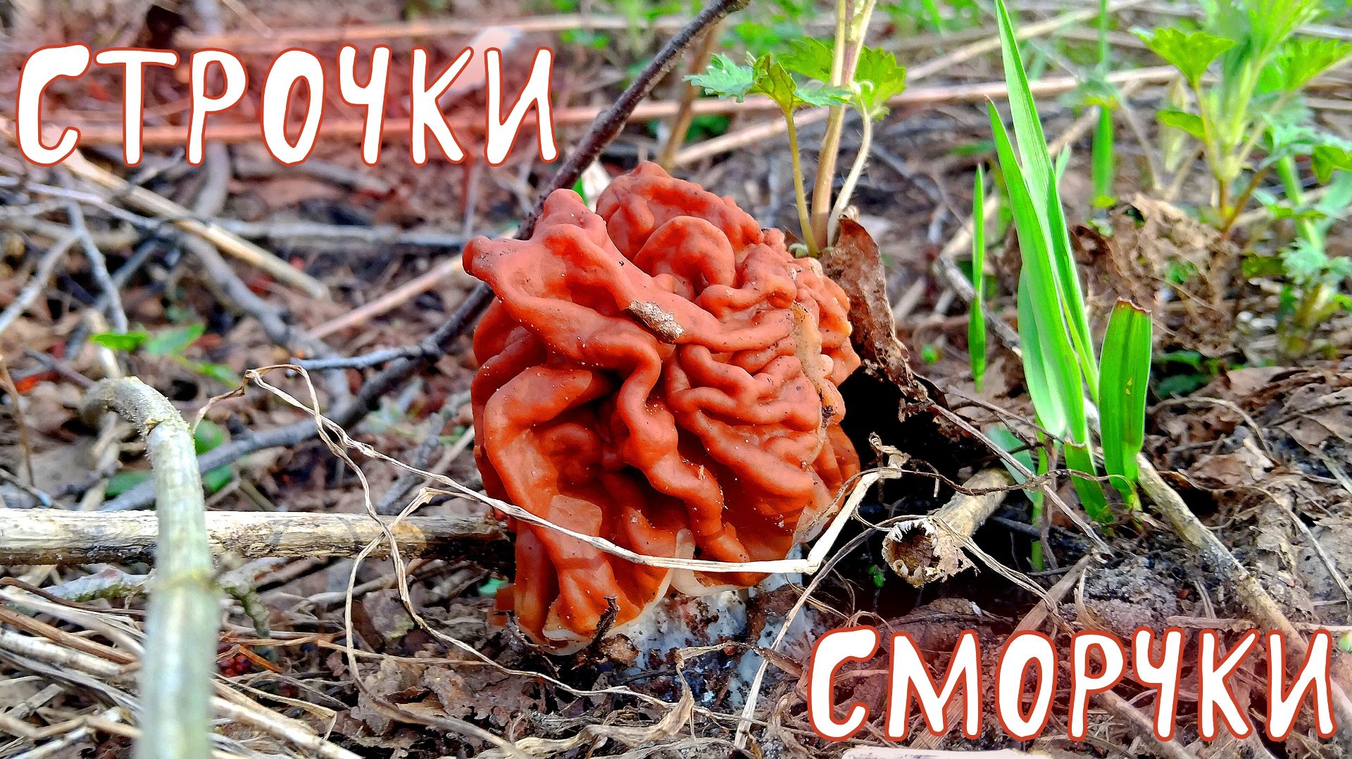 ГРИБЫ СТРОЧКИ И СМОРЧКИ