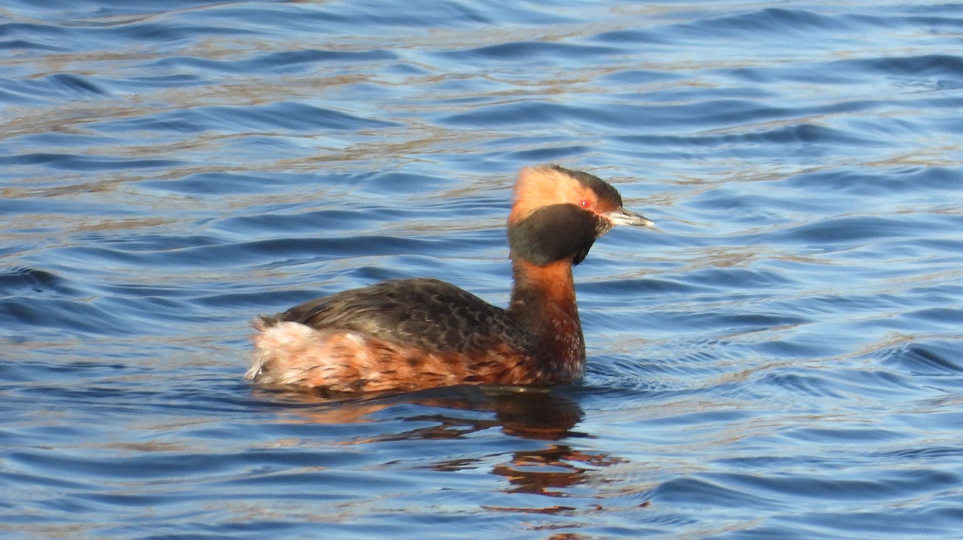 Поганка Красношейная, прилёт птиц весной в Новгородскую область, 21 апреля 2026