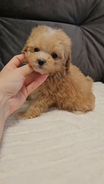 Щенок мальтипу Мики, возраст 2 месяца