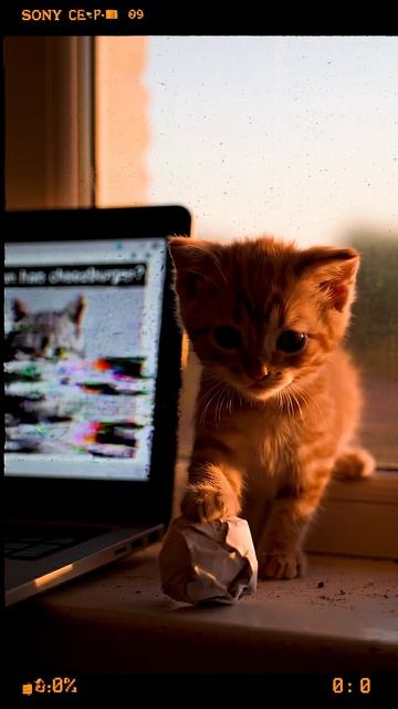 Кот как пиксель в старом файле #cat #прикольныекоты #funnycats #веселыекоты #cute #funny #cutecat