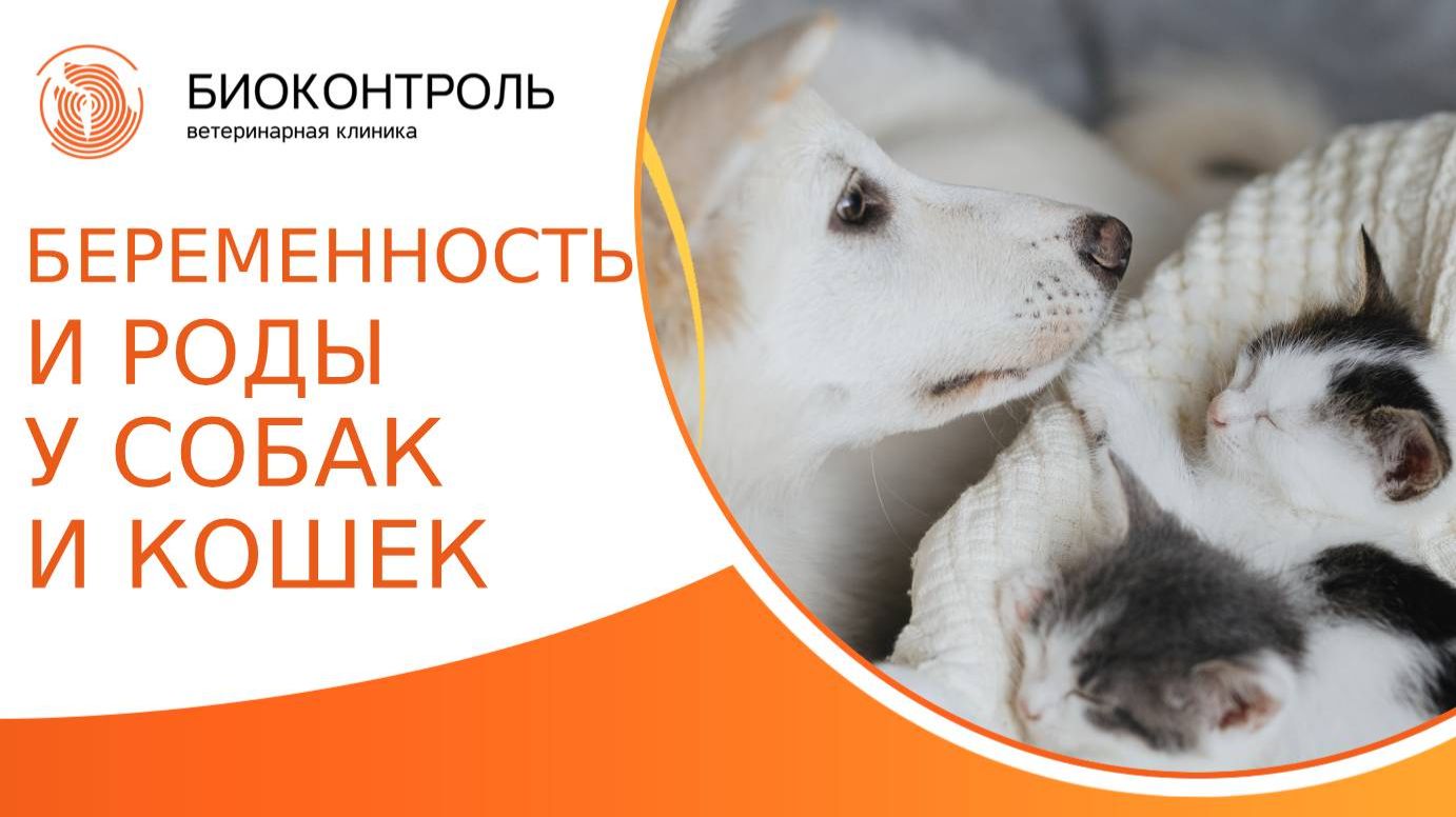 Беременность и роды у собак и кошек