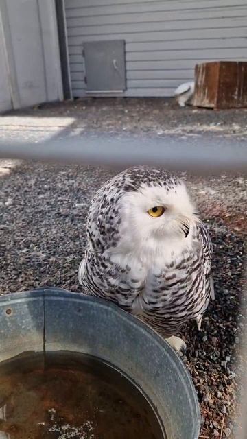 Полярная сова. Карельский зоопарк.