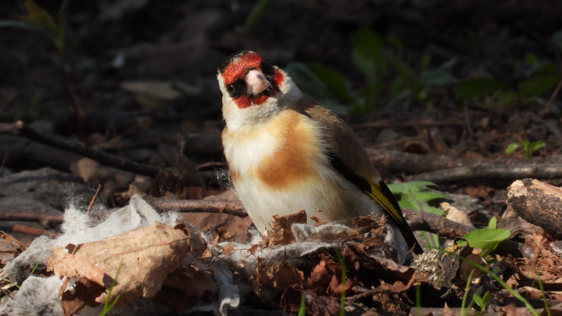 Щегол собирает материал для строительства гнезда, наблюдение птиц, 21 апреля 2026