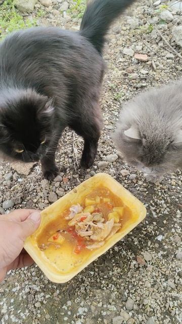 Красавицы пришли на обед.