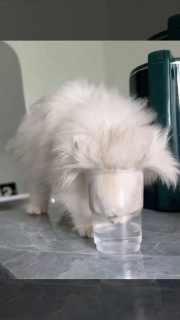 Утоление жажды мохнатика