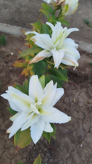 Лилия восточный гибрид Roselily Joella.