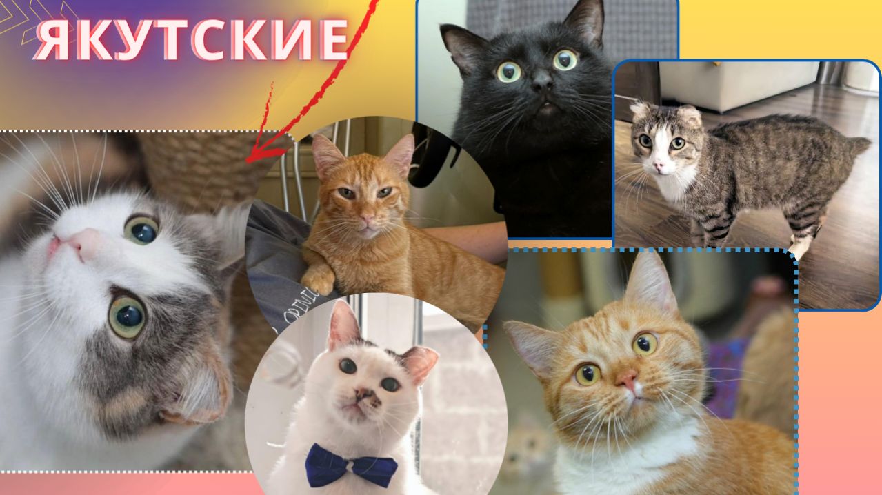 Посмотрите на тех, кто замерзал в сугробах и бараках Якутска... Всех не уместить в один ролик!