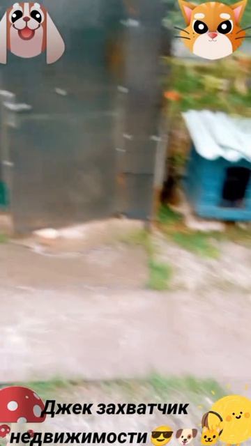 Джек захватчик недвижимости-2🐶🐱😅