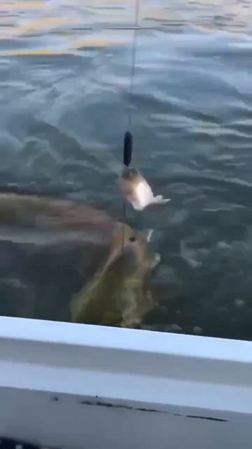 Клип @zatropheem