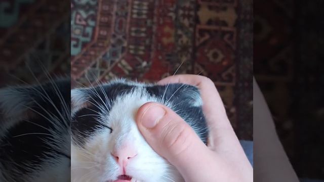 389dff62-3158-4582-8e90-b100a925513f-1_all_111.mp4