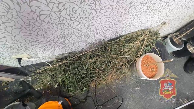 В Подмосковье под стражу взят мужчина, растивший коноплю в арендованной квартире в Красногорске