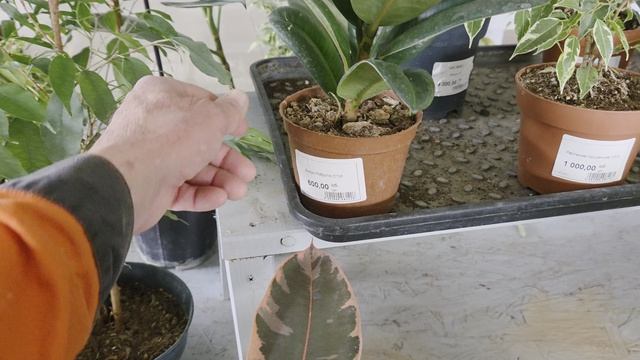 Магазин Студия Цветов в Оренбурге.