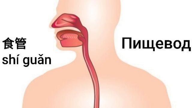 пищевод