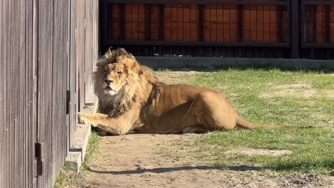 У Шерхана тоже телевизор