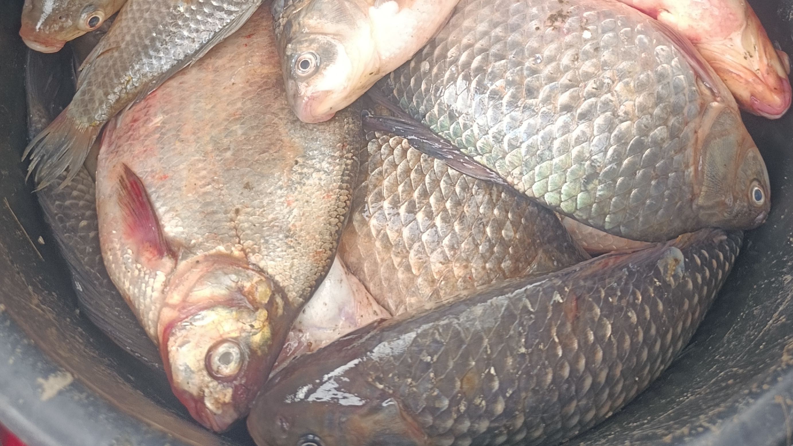 Рыбалка. наш улов