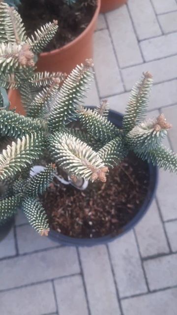 ❤🌲Пихта испанская Ауреа 
✔Продажа растений в макс и телеграм канале: Https://t.me/love_is_hvoiny_dvo