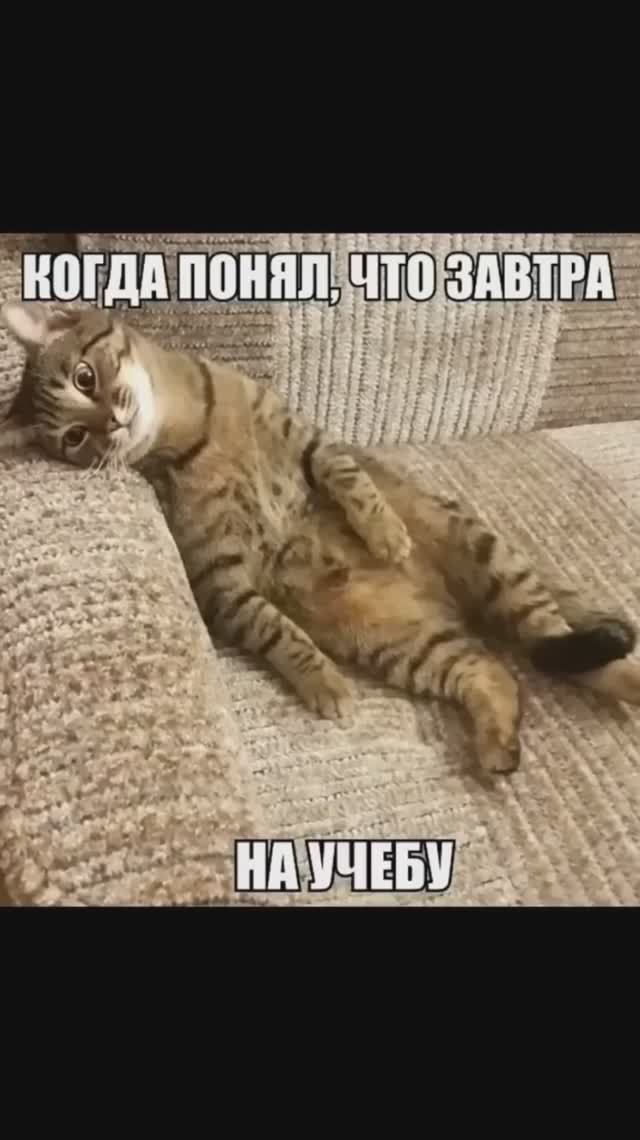 Лютые школомемы