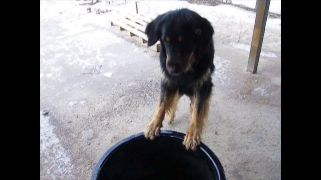 Элвис на работе