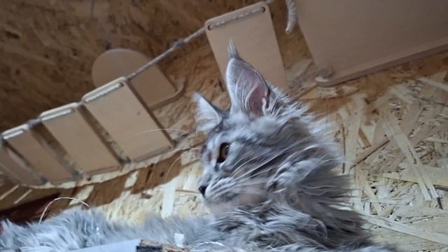 Грация Бритни Кислер Кэт