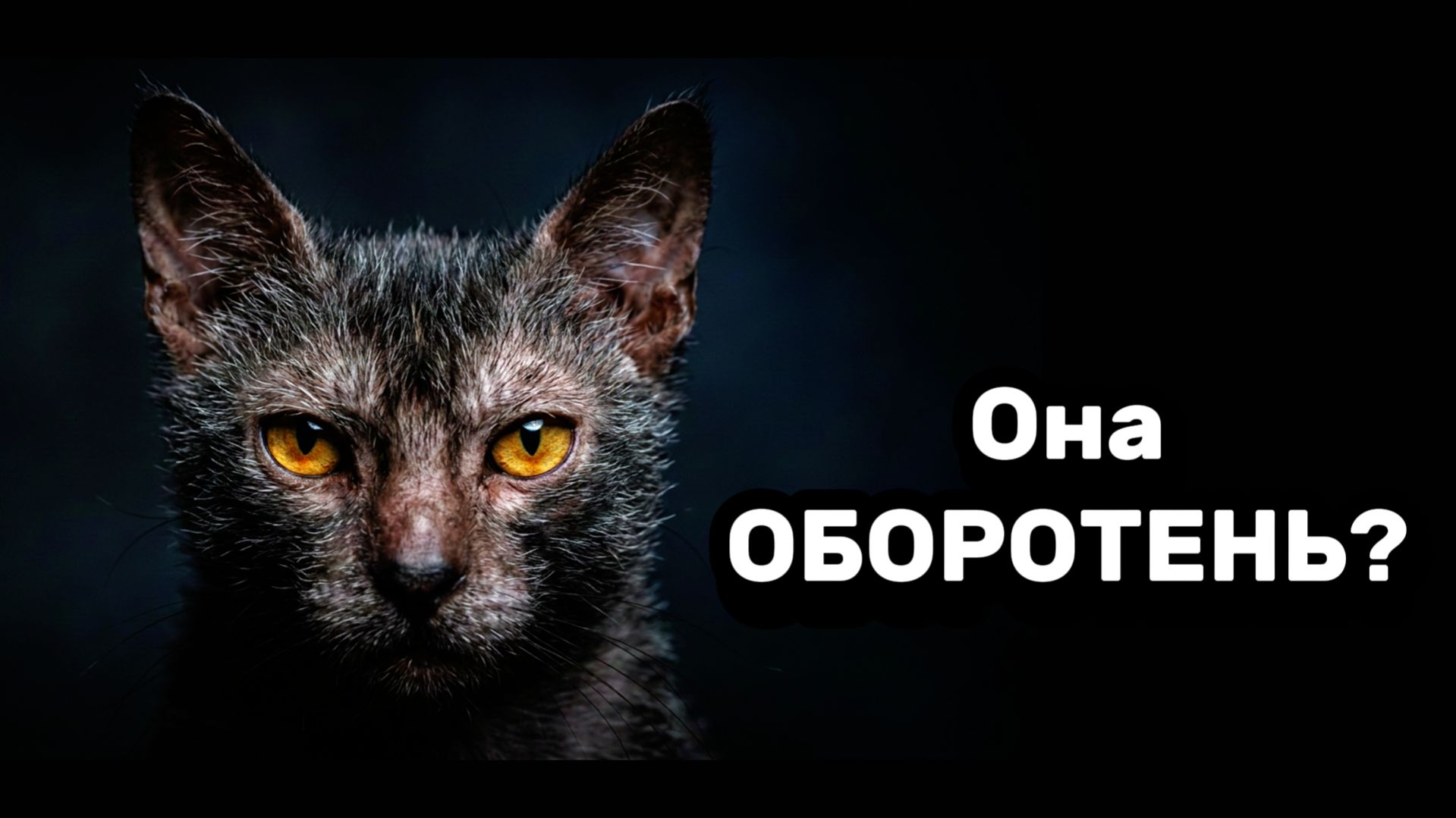 7 самых необычных пород кошек на планете