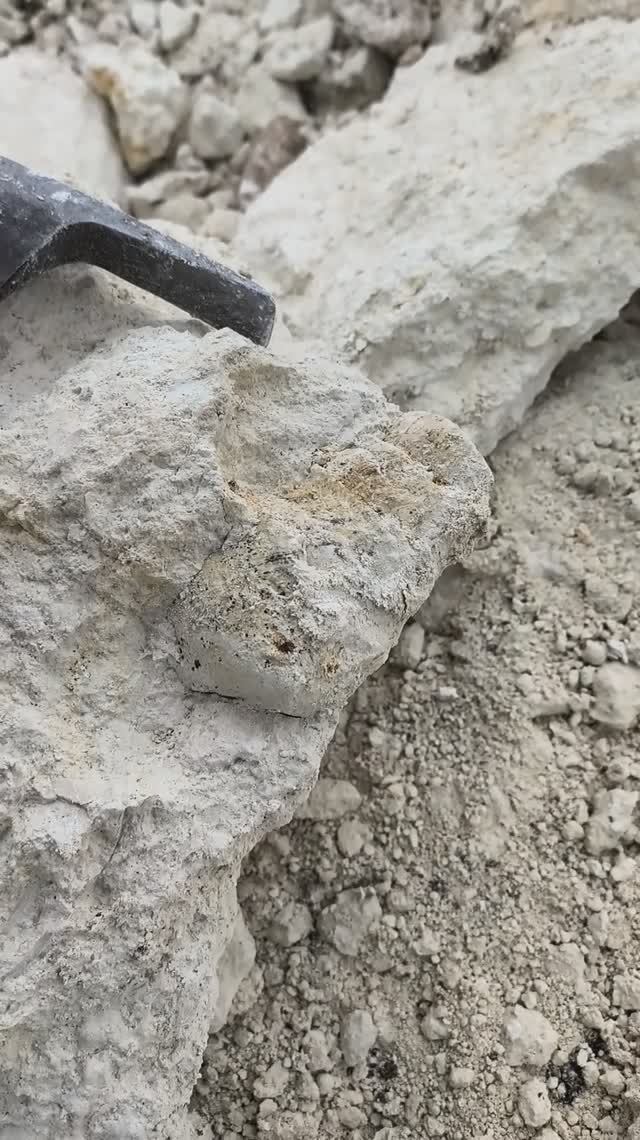 Campanile Giganteum 2026 04 19 5 правильные действия