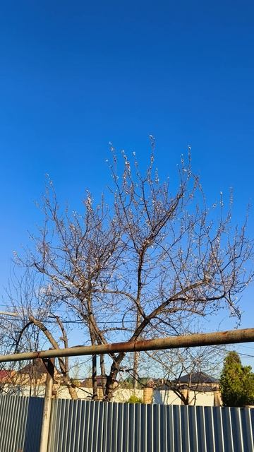 абрикос цветёт 21 апреля #теплица #дача #садоводничество #огород #уходзатеплицей