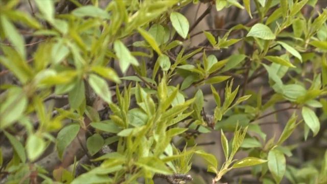 Мое счастье_ музыка и исполнение_ Олег Сапегин,слова_ Татьяна Зуева,Олег Сапегин