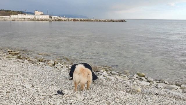 Гуляем с собаками на море// Взвешиваем Поночку 😊