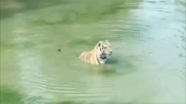 Тигр вообще не понял, куда пропала утка