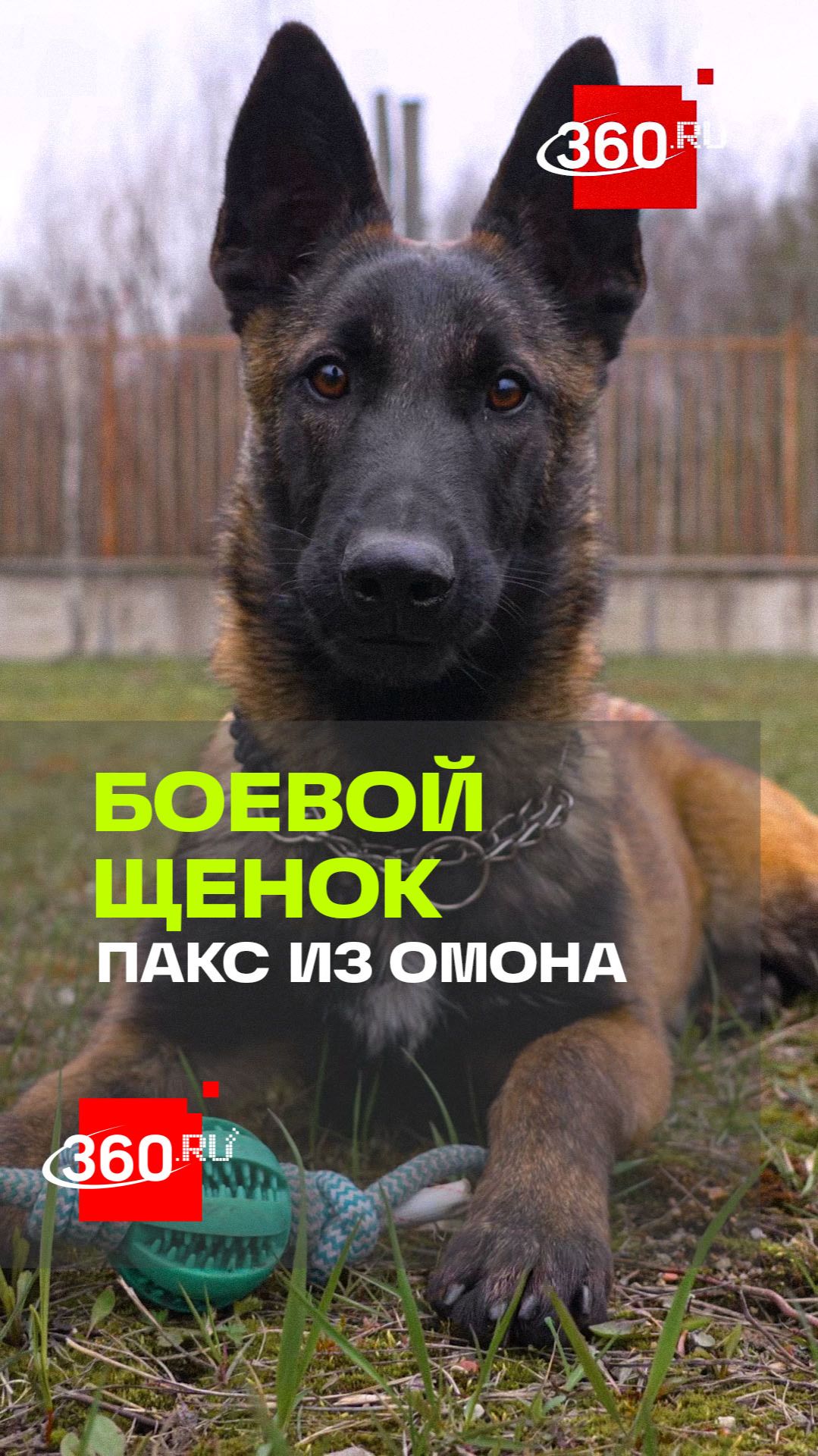 Щенячий патруль или щенок-ОМОНовец в строю!