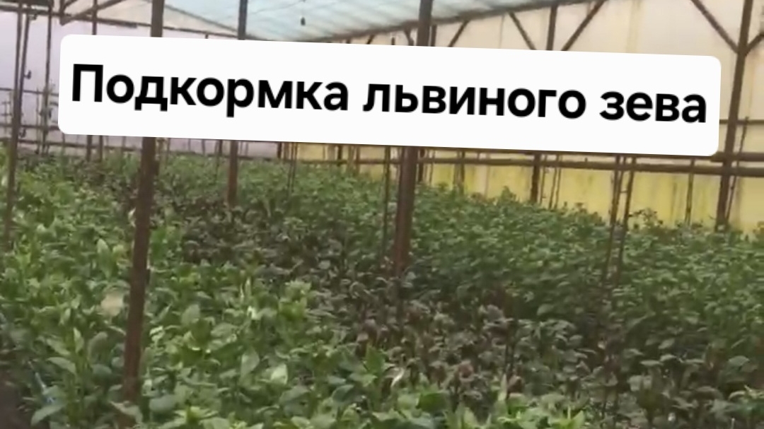 Подкормка львиного зева