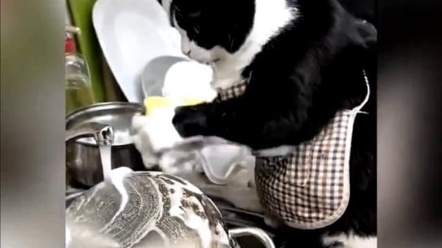 Заставка для видео КРАСИВЫЕ КОТИКИ № 537