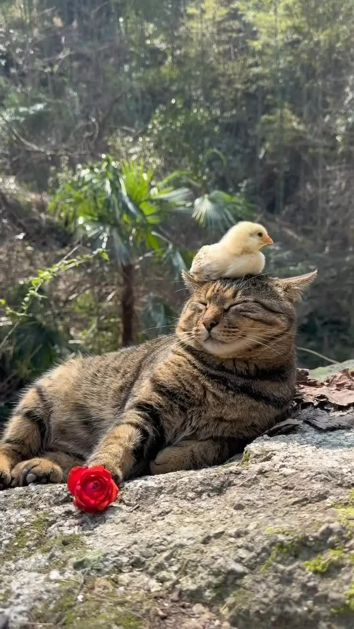 #Милые #животные #видео