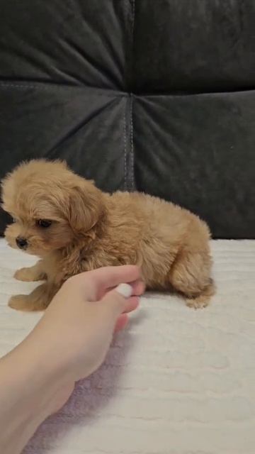 Щенок мальтипу Рики, возраст 2 месяца