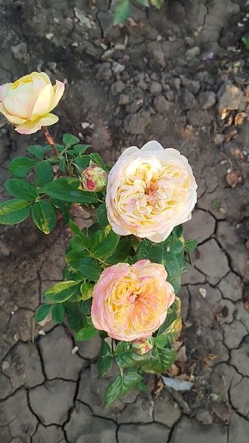 Чайно гибридная роза премиум класса Кассандра.