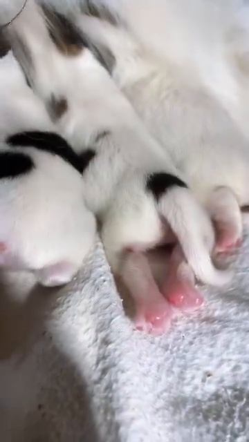 Первые дни жизни маленьких щенков