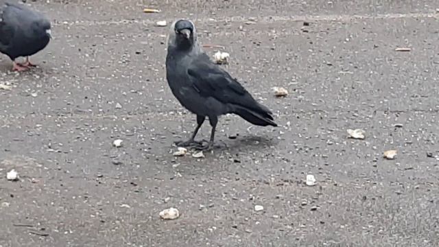 024▪️Вороненок ▪️Футажи ▪️Красивая природа