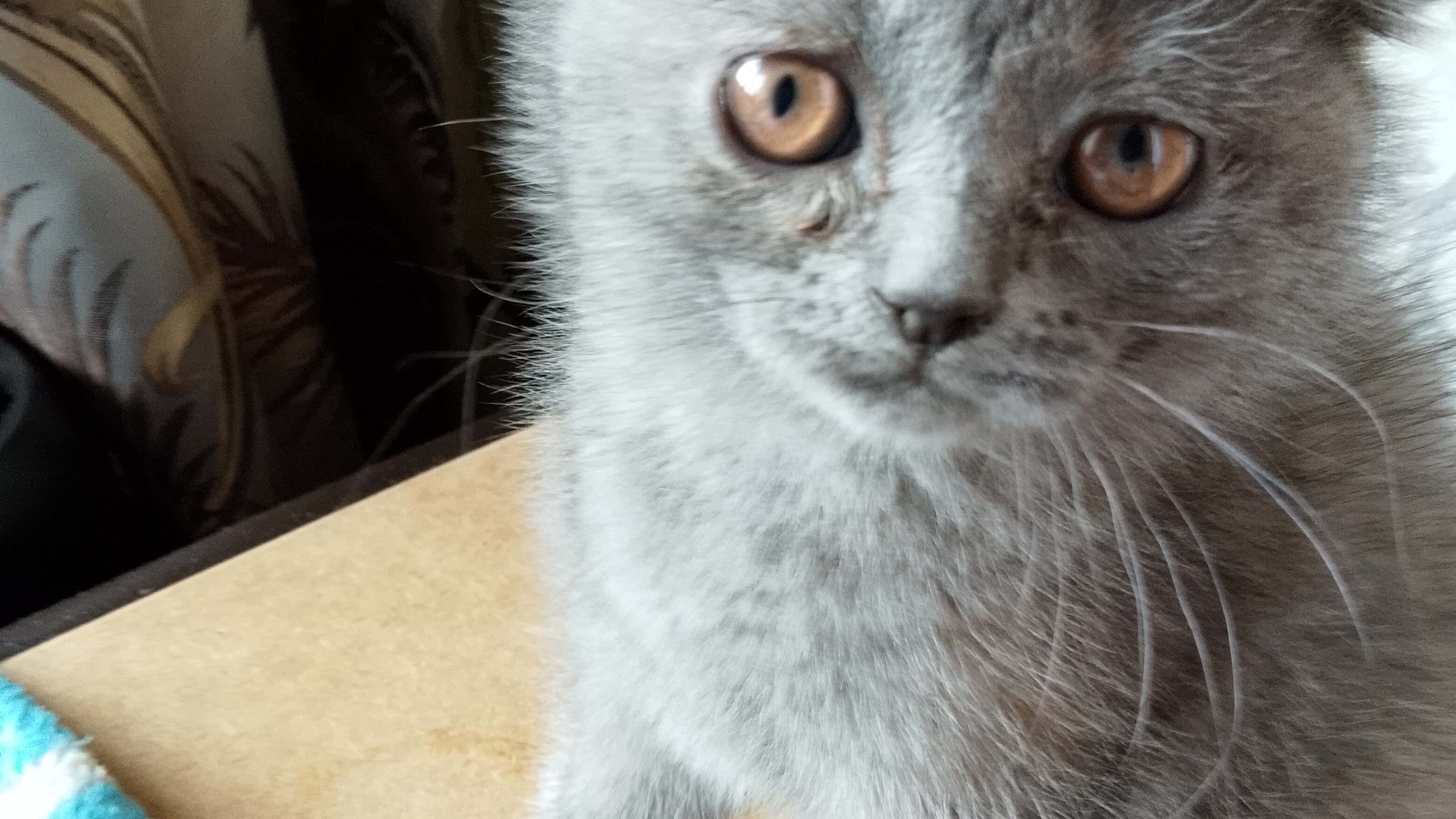 кошечка Молли