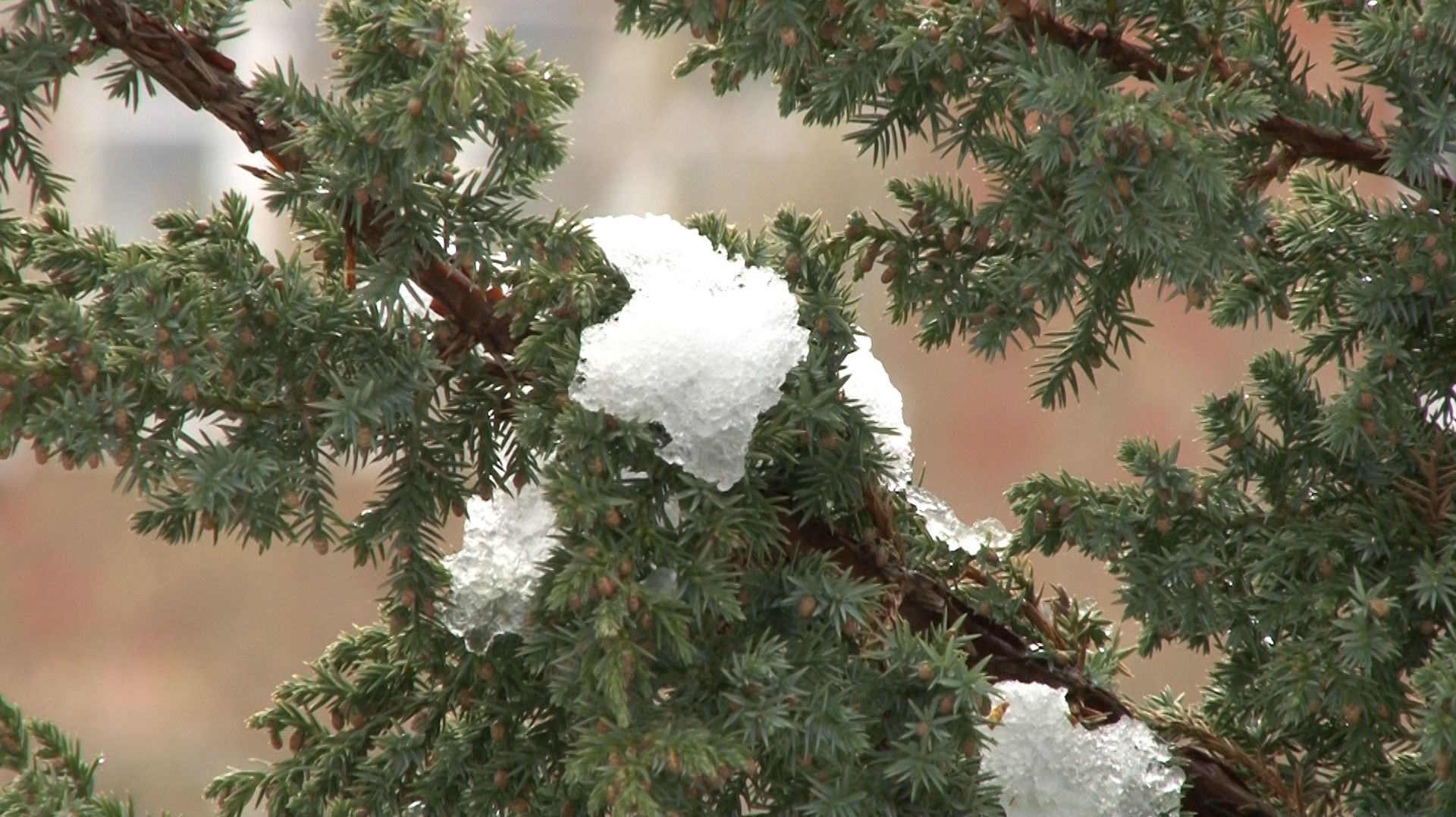 ЗВЕНИТ АПРЕЛЬСКАЯ ВЬЮГА
