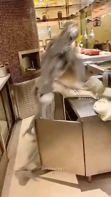 Video_2026-02-22_15-34-21