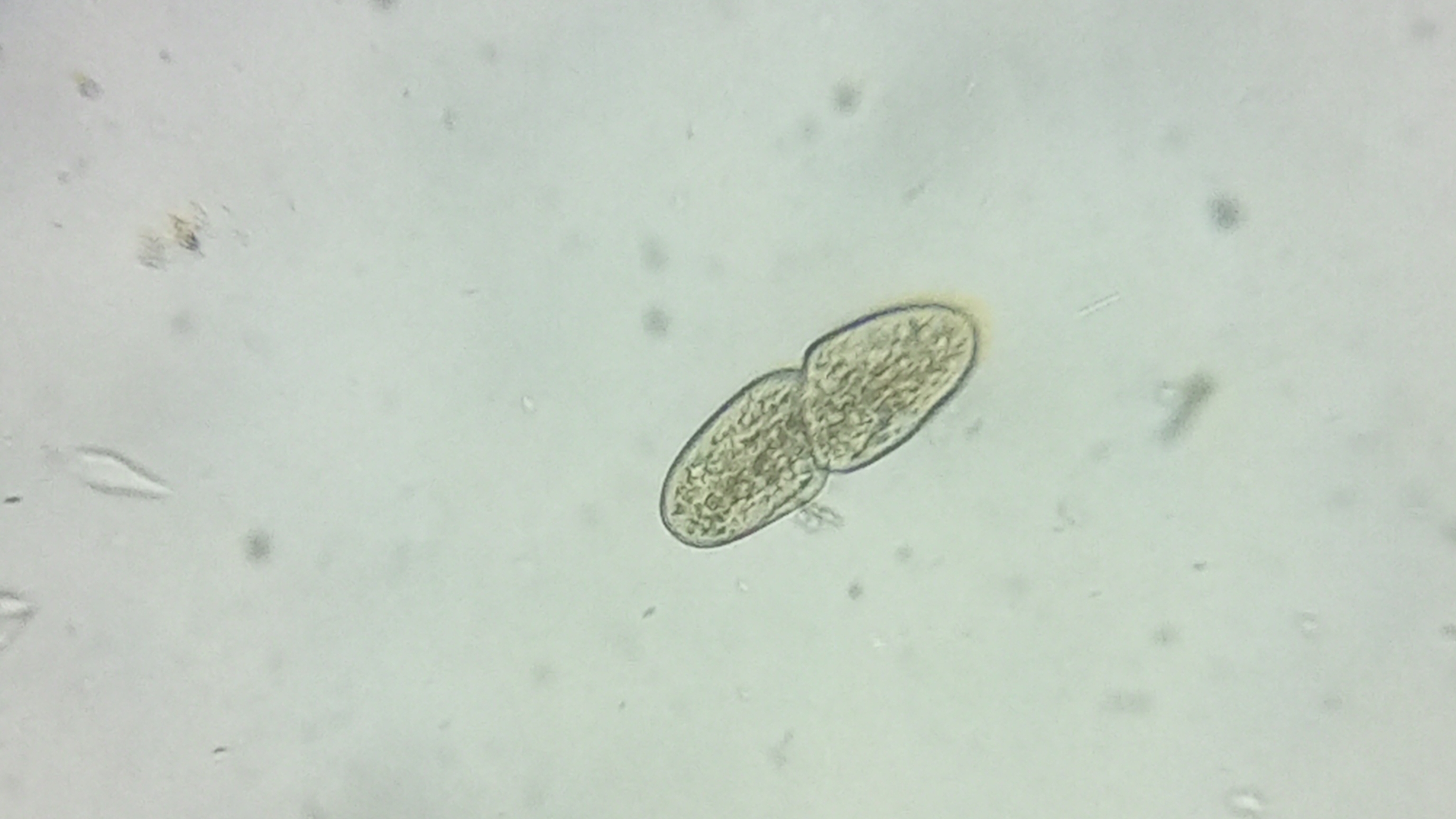 инфузория туфелька делится😲