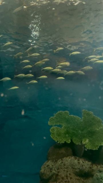 Рыбки в Океанариуме ч.39