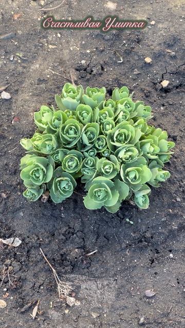 Первые робкие цветы