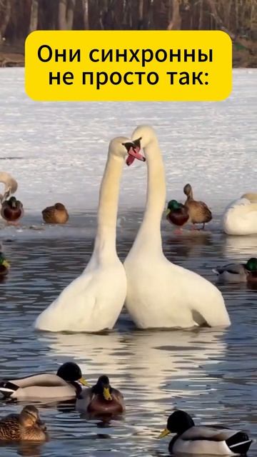 Они синхронны не просто так: