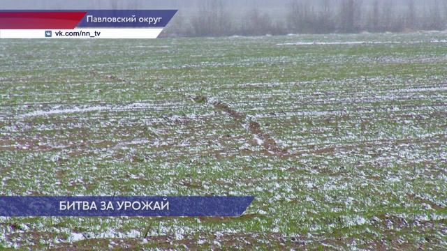Аграрии Нижегородской области не считают снегопады большой угрозой для посевов