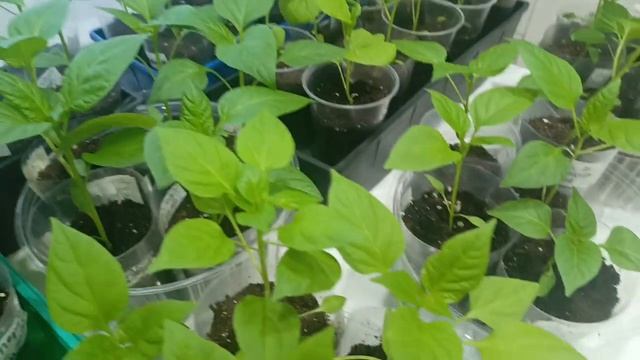 ВЛОГ #7🌿Апрель 2026г 🌿1 часть